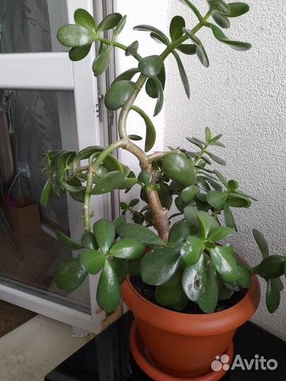 Денежное дерево-толстянка