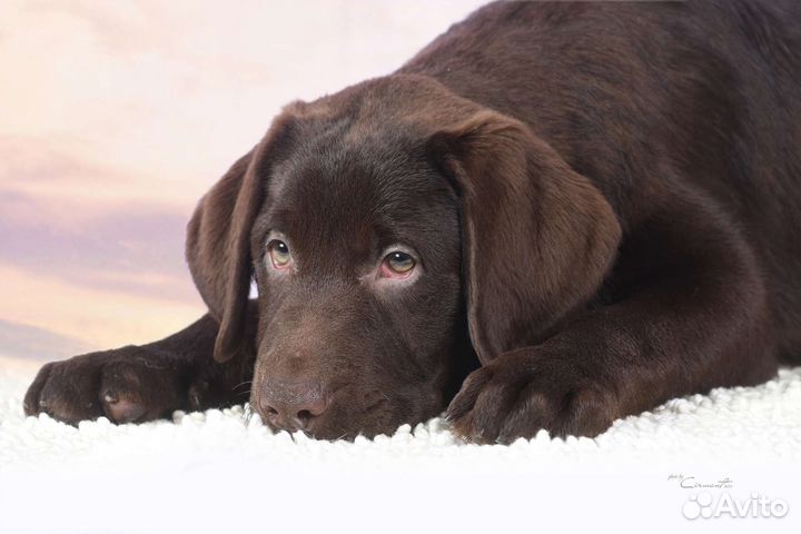 Щенки лабрадора