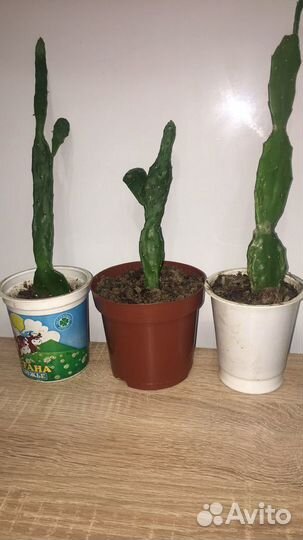 Кактус неколючий