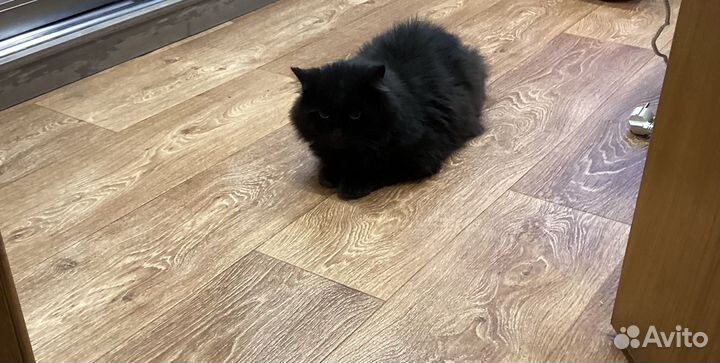 Кот Барсик 11 лет домашний