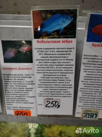 Аквариумные рыбки цихлиды