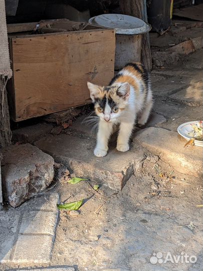 Котенок бесплатно