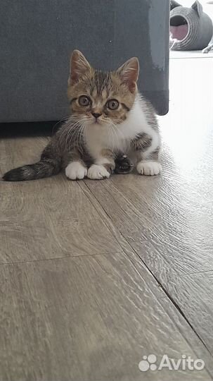 Котята породы манчкин