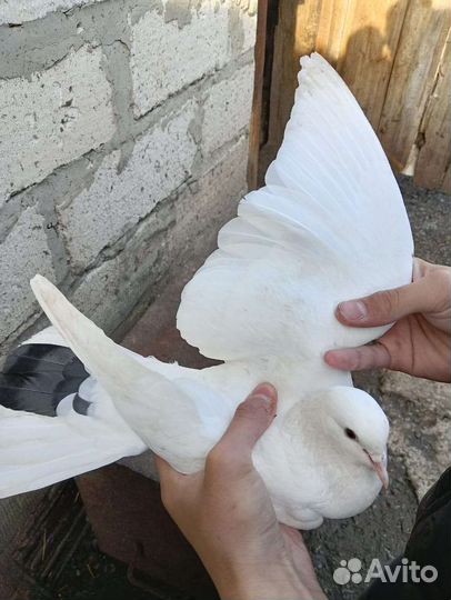 Бакинские голуби