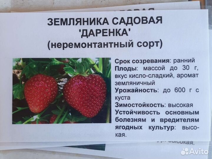 Саженцы ремонтантной клубники