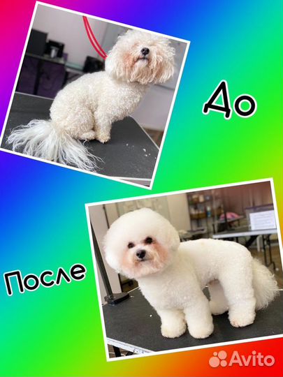 Стрижка собак