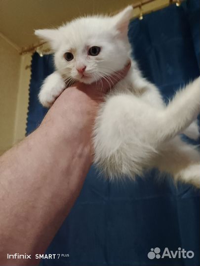 Британские котята