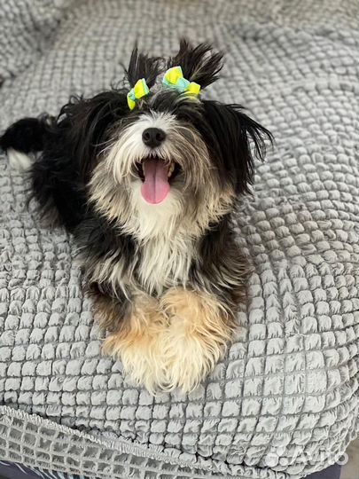 Маленькая собачка терьер в дар Бронь