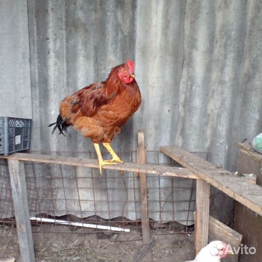 Молодые петухи