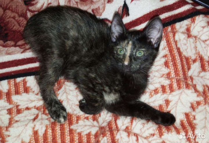 Ласковая малышка в заботливые руки бесплатно