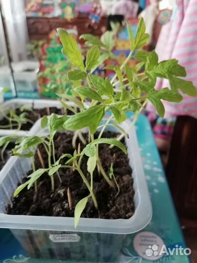 Рассада помидор