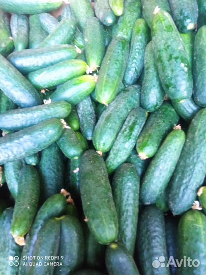 Капуста молодая, огурцы