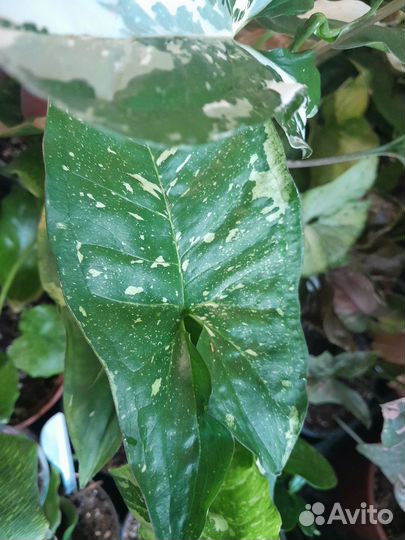 Сингониумы