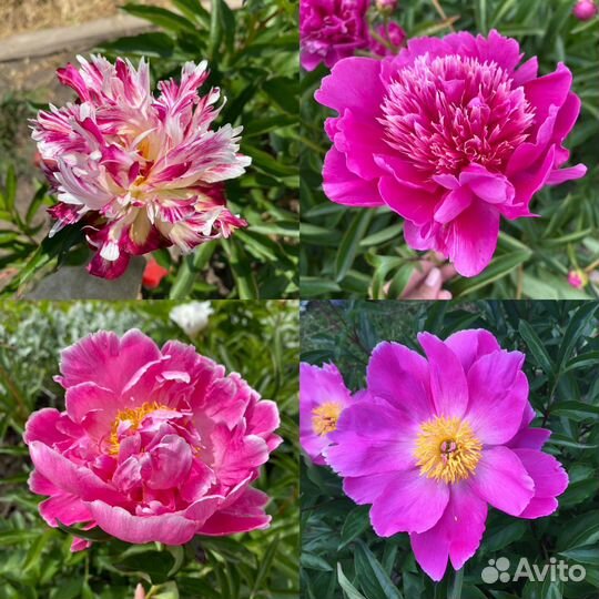 Пион August Dessert, Dansing Butterfly