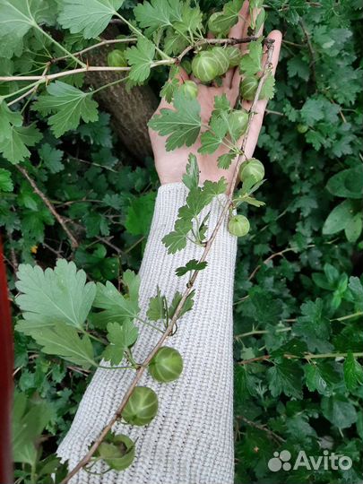 Саженцы крыжовника