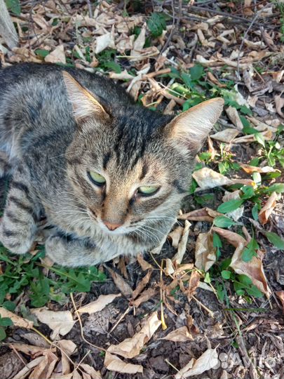 Котики бесплатно в добрые руки