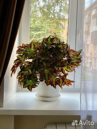 Бегония Клеопатра (детки)