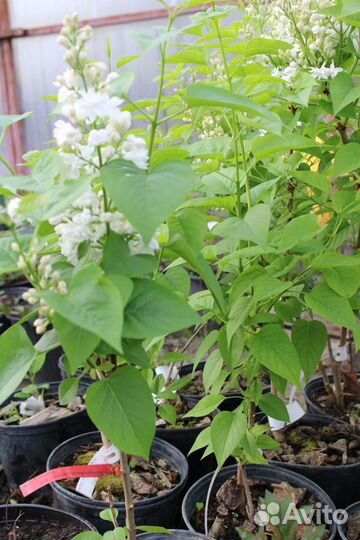 Сирень махровая