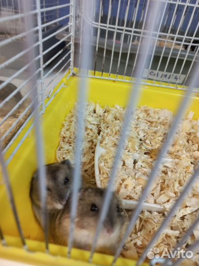 Джунгарский хомяк