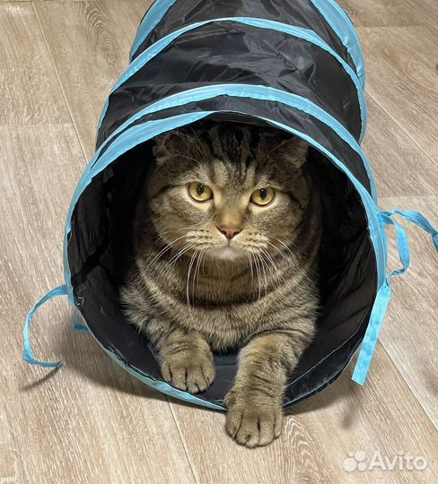 Игрушка-тоннель для кошки