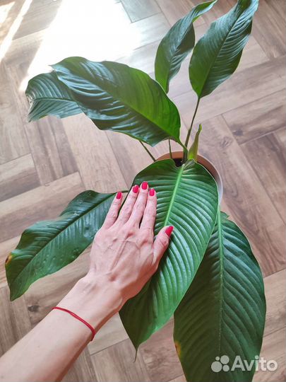 Спатифиллум свит лауретта