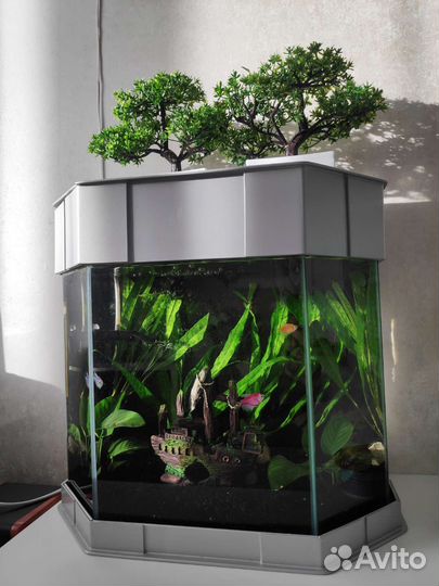 Аквариум