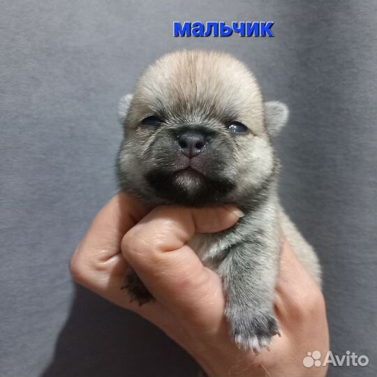 Щенки помчи