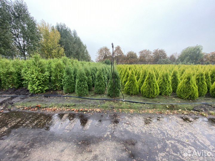 Туя Смарагд Брабант