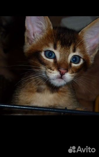 Котята Чаузи