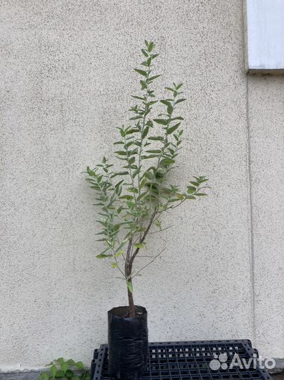 Декоративные кустарники