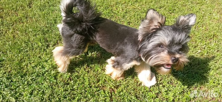 Йоркширский терьер вязка мальчик