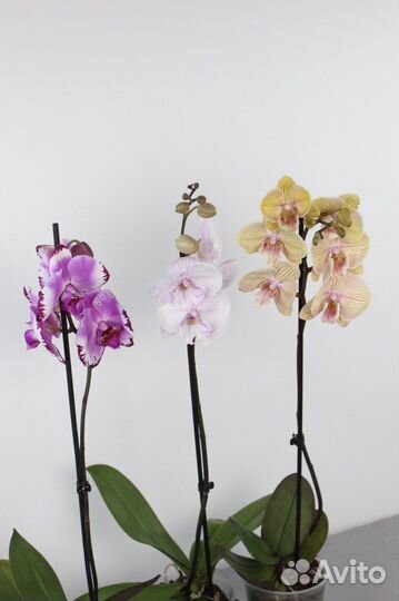 Орхидея в горшке/Доставка