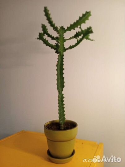 Комнатные растения