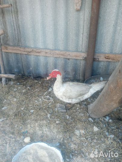 Утки муларды