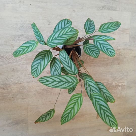 Денежное дерево/ Ктенанта