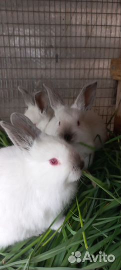 Калифорнийские кролики