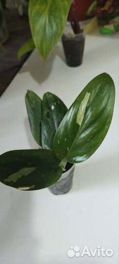 7 филодендронов