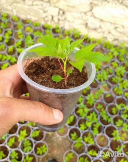 Эводия саженцы