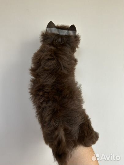 Шоколадный йорк, биро, бивер, цветной йорк