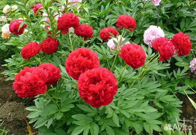 Пионы саженцы корни