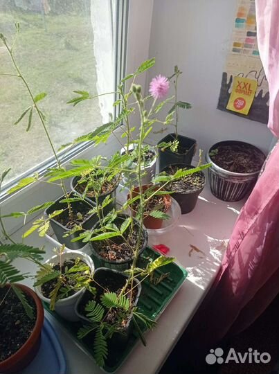 Мимоза стыдливая