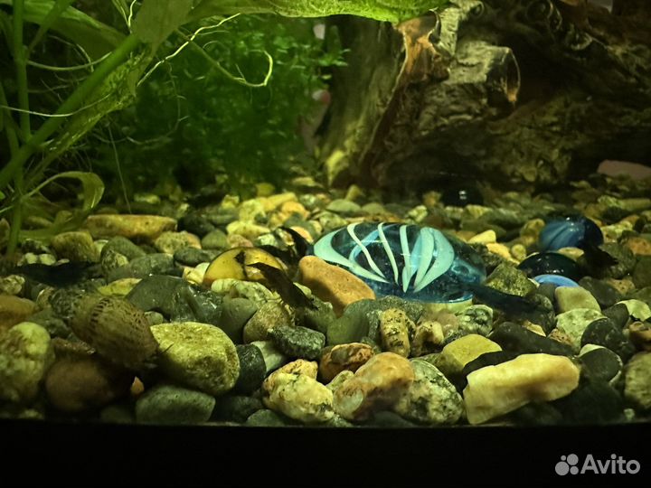 Аквариумные растения, креветки вишни, улитки