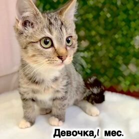 Котенок девочка в добрые руки