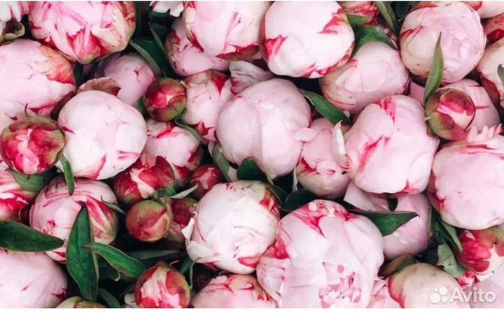 Пионы сортовые опт и розница