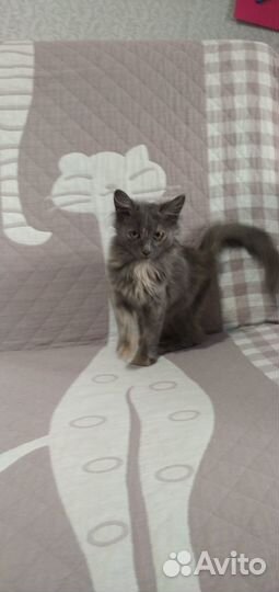 Отдам котенка в добрые руки