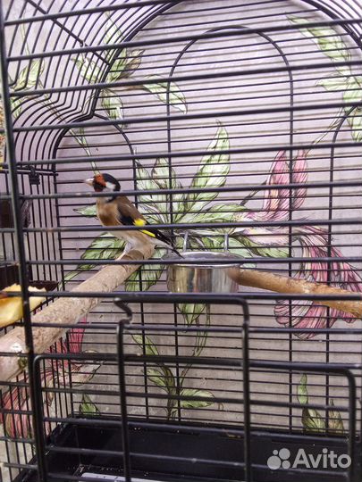 Птица щегол