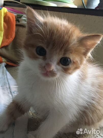 Котята 1,5 месяца