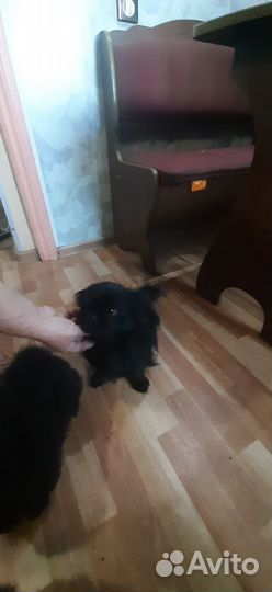 Щенки пекинеса