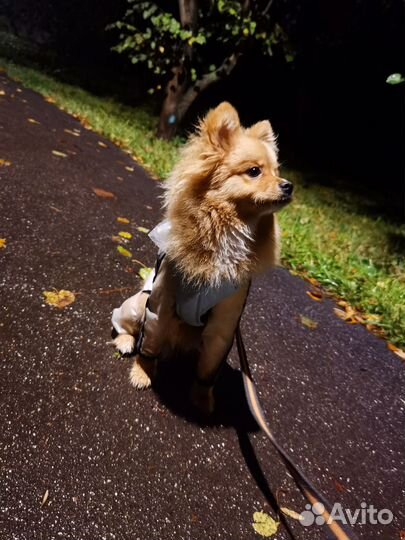 Кинолог с передержкой