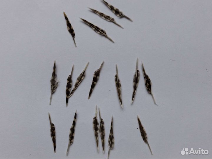 Перо вальдшнепа для рисования